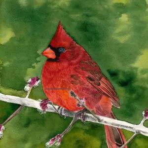Watercolor of cardinal bird on green background.
