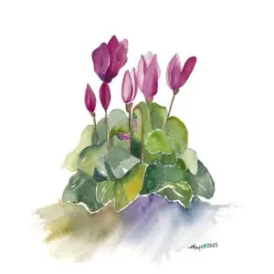 Cyclamen flowers painted in soft watercolor hues.