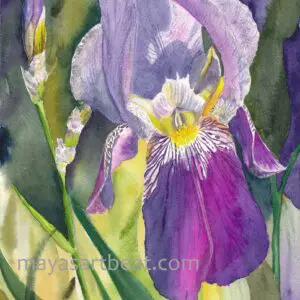 Colorful iris in bloom