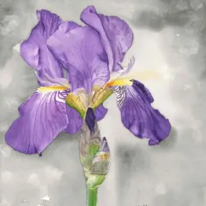 Detailed iris on gray background