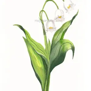 Botanical drawing of white flowers