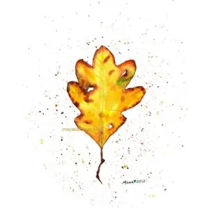 Autumn oak leaf illustration