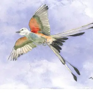 Elegant bird watercolor illustration