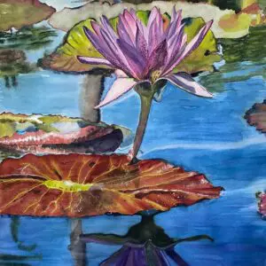 Purple water lily with reflection