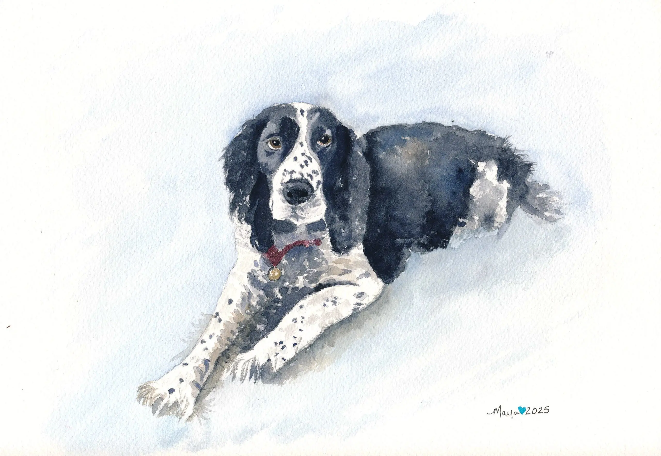 Watercolor painting of black-and-white spaniel lying down
