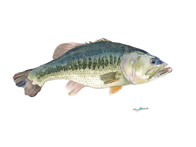 A New Catch From Maya’s Artbeat