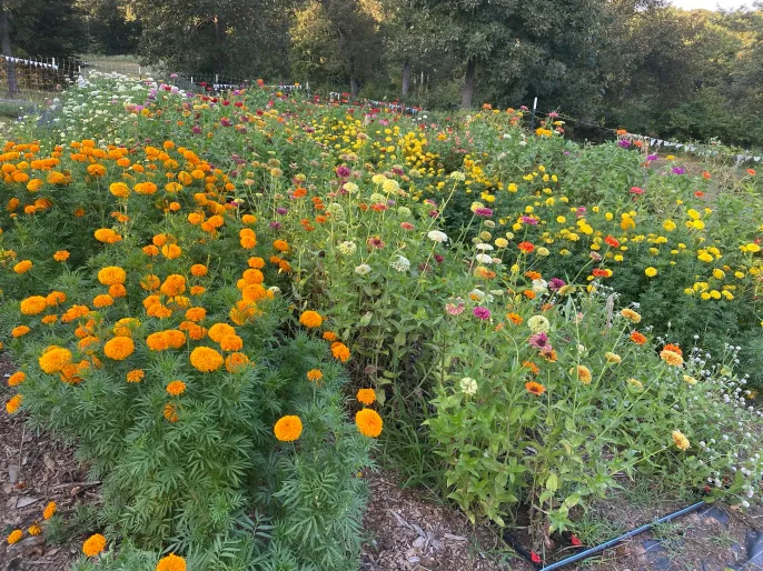 Colorful flower bed with orange marigolds