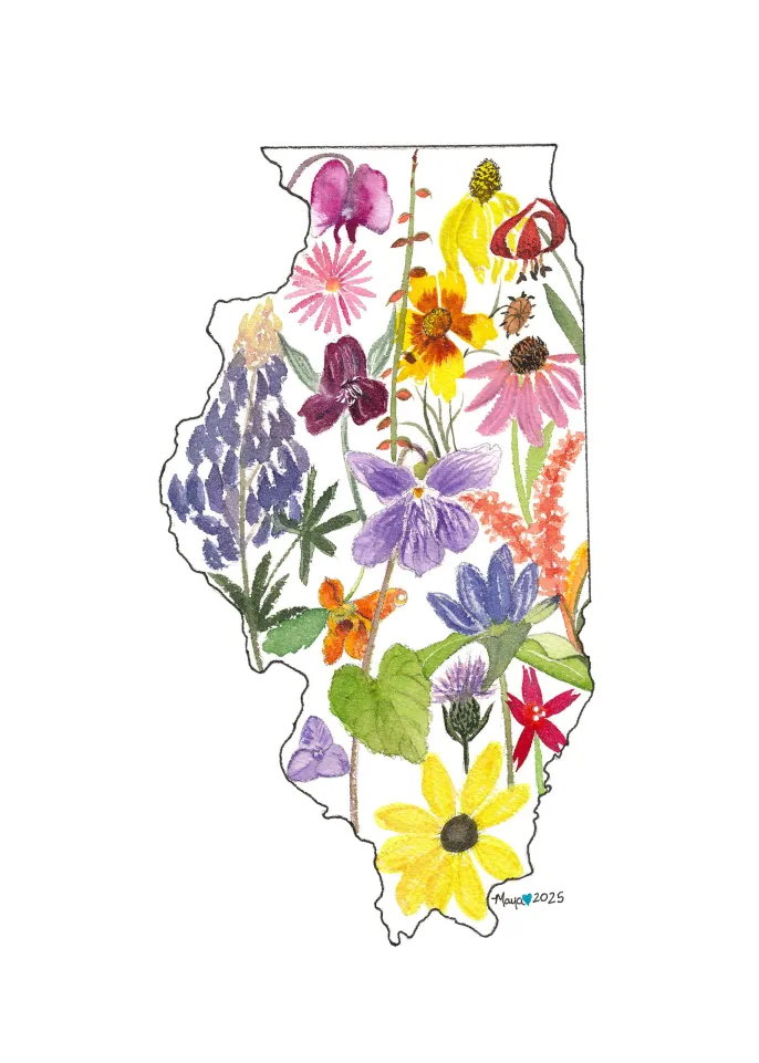 Illinois silhouette filled with watercolor wildflowers