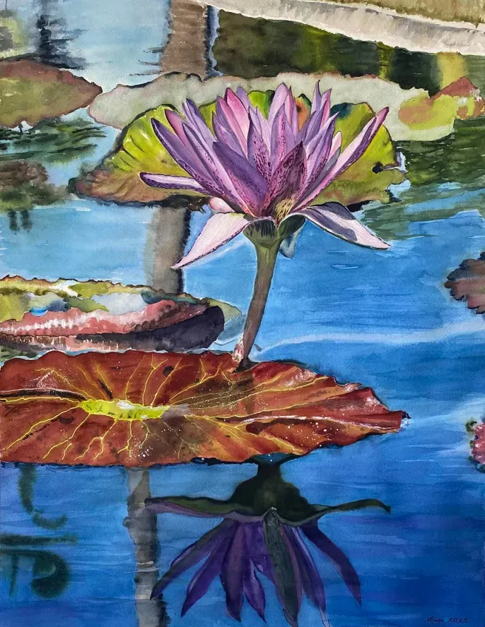 Purple water lily with reflection and lily pads