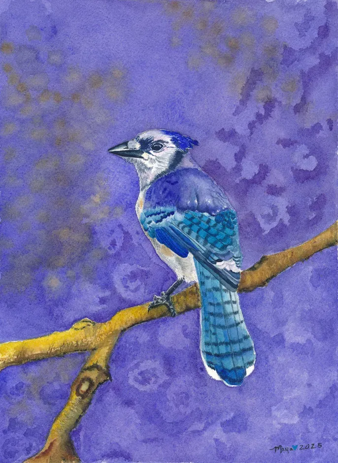 Watercolor blue jay perched on branch