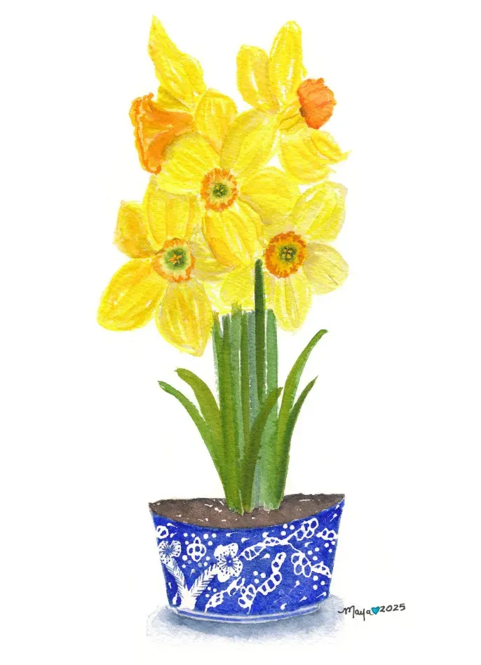 Yellow daffodils in blue patterned pot