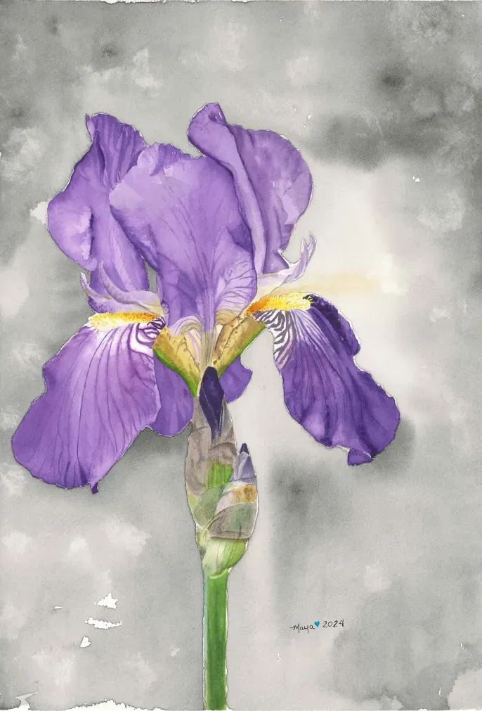 Purple iris watercolor on gray background