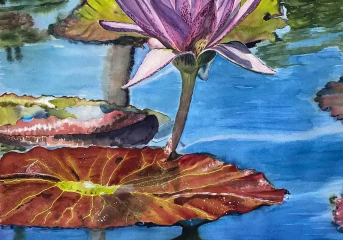Purple water lily with reflection and lily pads