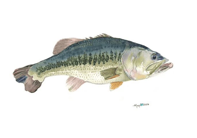 A New Catch From Maya’s Artbeat