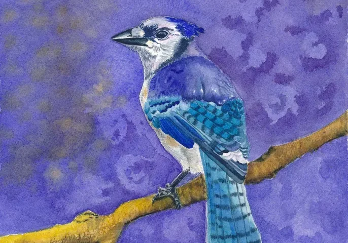 Watercolor blue jay perched on branch