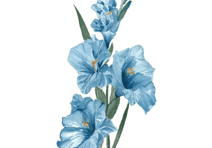 Blue gladiolus watercolor botanical illustration