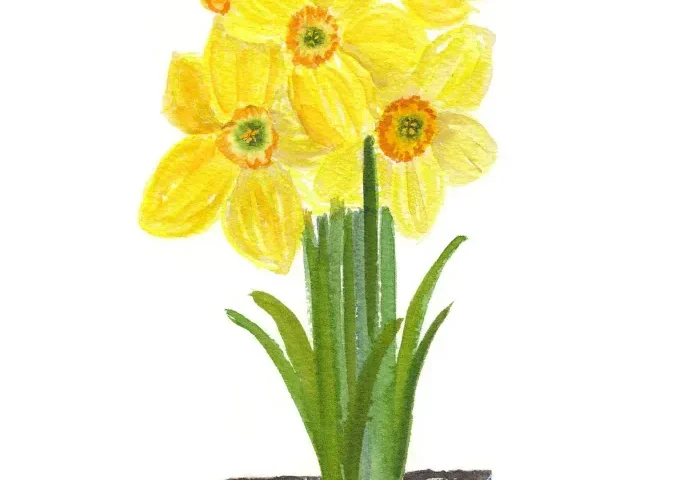 Yellow daffodils in blue patterned pot