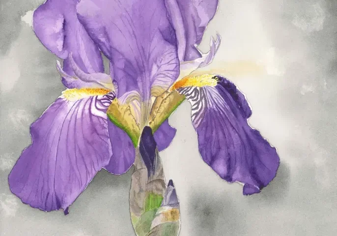 Purple iris watercolor on gray background