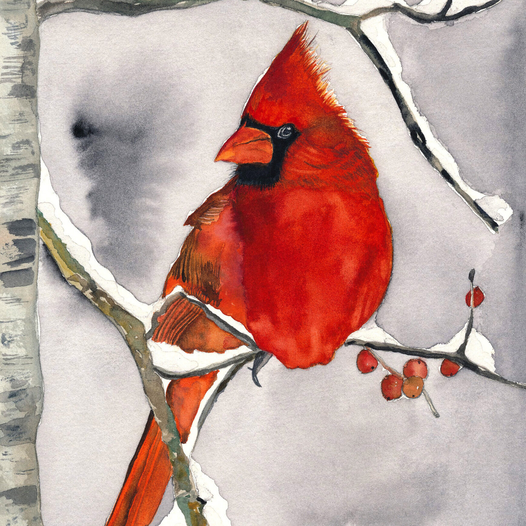 Red cardinal perched on snowy birch branch