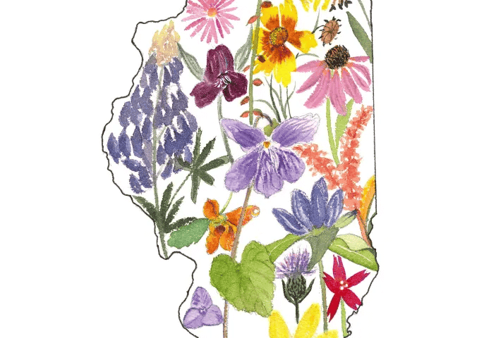 Illinois silhouette filled with watercolor wildflowers